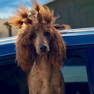 Meet your Posher, Miko